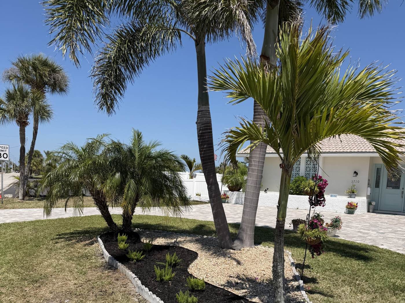 Palm & Tree Trimming in New Port Richey, FL